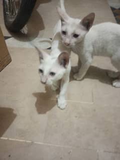 cats for sale in hyderabad  kittens for sale in hyderabad