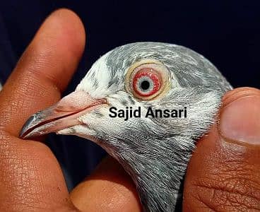 Irfan Balli