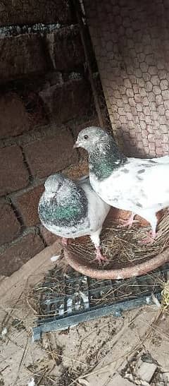beautiful uran katola pigeons for sale call only 03425071907
