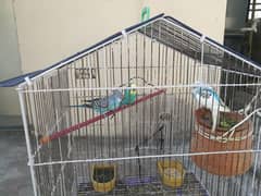 Australian parrot 1 male & 2 female. with cage 03349263969