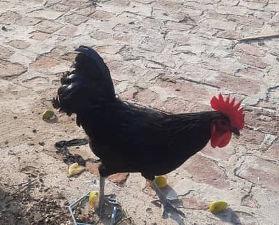 australorp  male breeder for sale