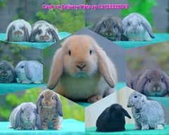 CASH ON DELIVERY Holland Lop Rabbits