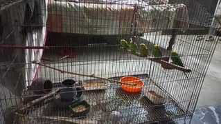 5 parrots  including a cage with less amount for sale