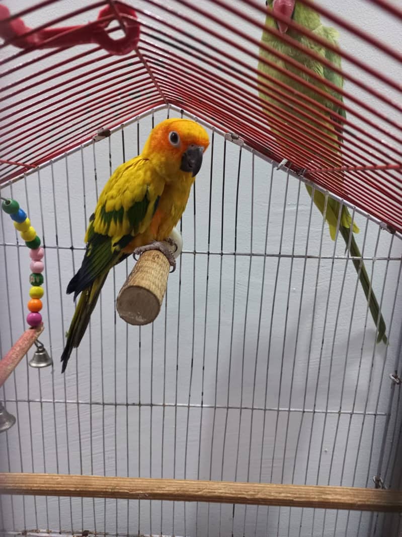 Sun Conure Red Factor Tamed (with free Ringneck Parrot) 3