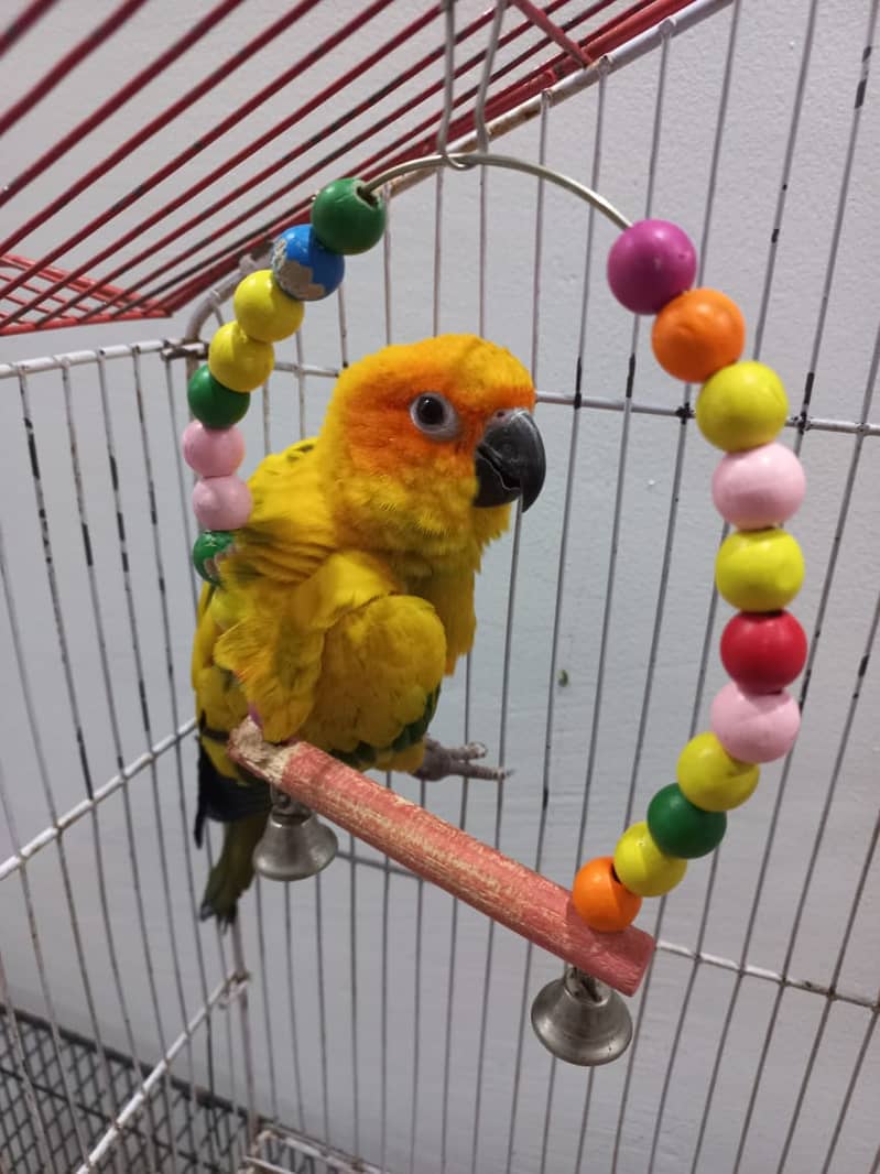 Sun Conure Red Factor Tamed (with free Ringneck Parrot) 4