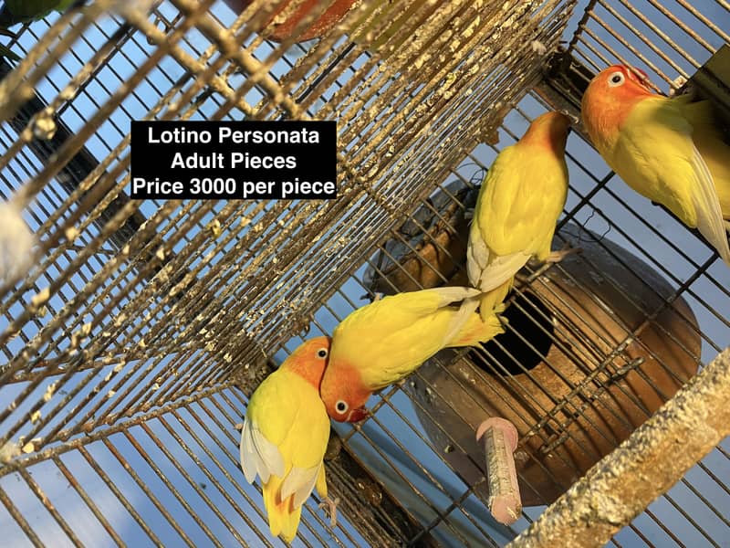 BREEDER & READY 2 BREED LOVE BIRDS LOVEBIRDs wo Cage Pinjra setup