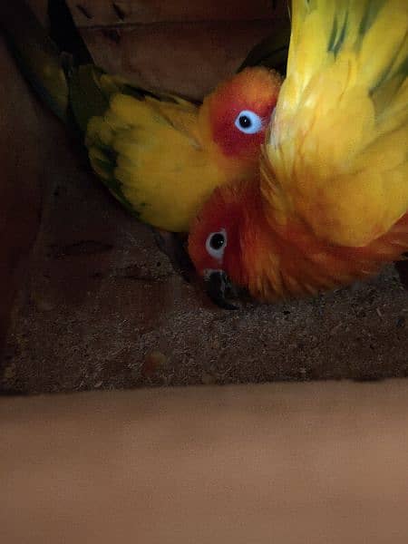 Sun Conure Parrot pair 4