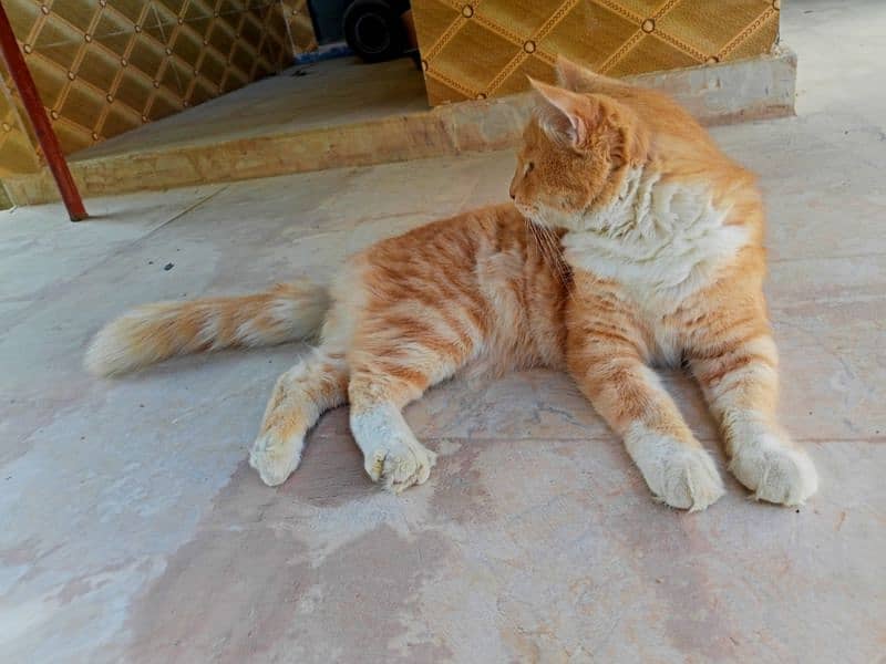 Male Orange & White Persian Cat for sale 1