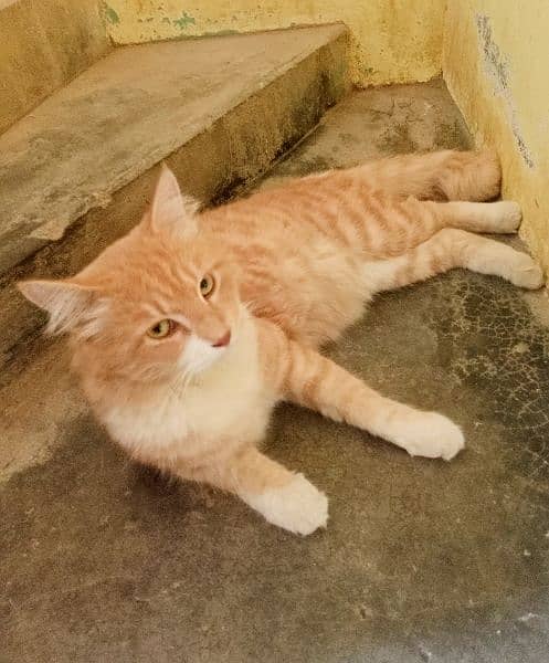 Male Orange & White Persian Cat for sale 3