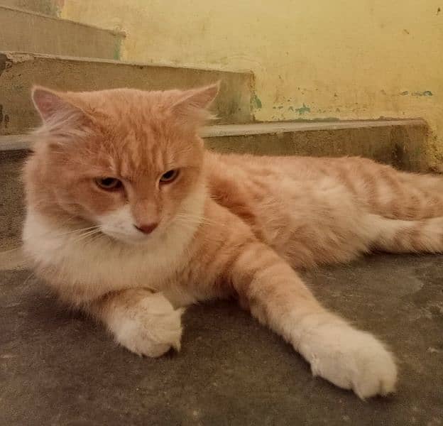 Male Orange & White Persian Cat for sale 5