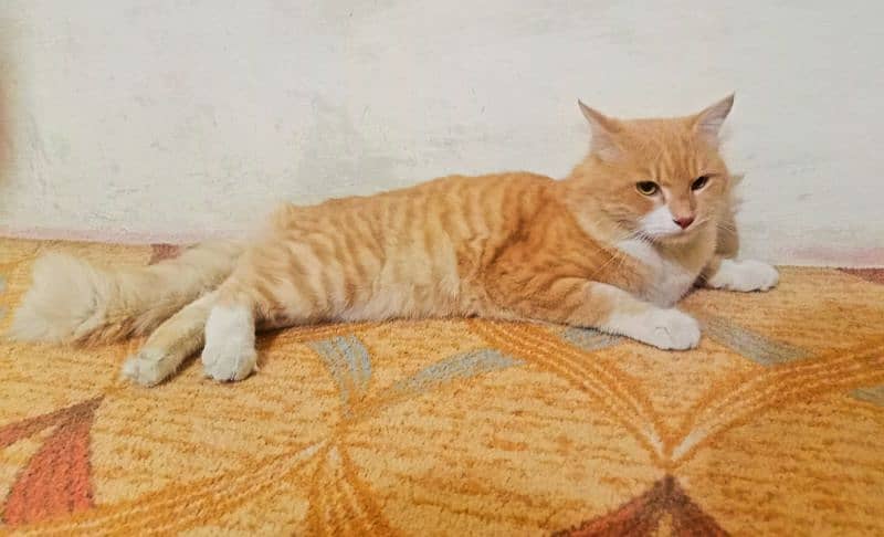 Male Orange & White Persian Cat for sale 9