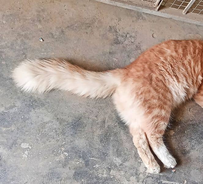 Male Orange & White Persian Cat for sale 10