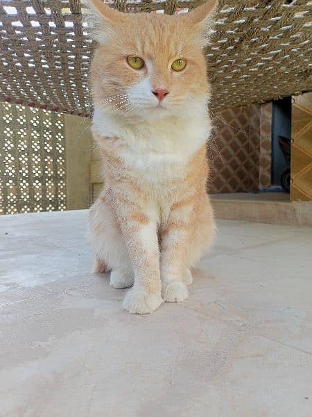 Male Orange & White Persian Cat for sale 4