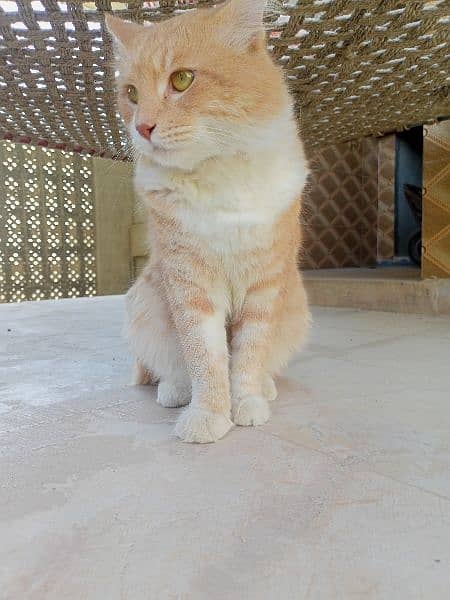 Male Orange & White Persian Cat for sale 2