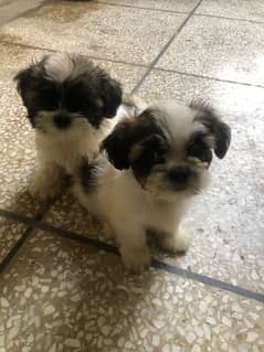 Olx shih tzu hot sale puppies for sale