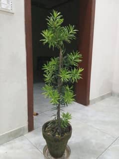 Poducarpus Plant 0