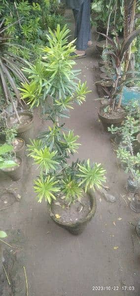 Poducarpus Plant 1