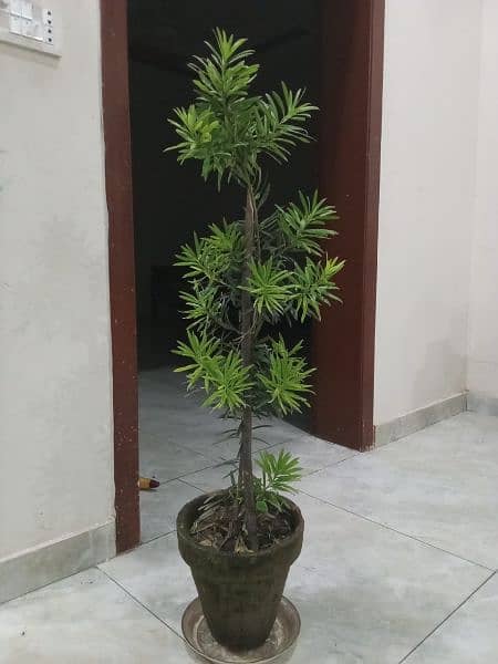 Poducarpus Plant 2
