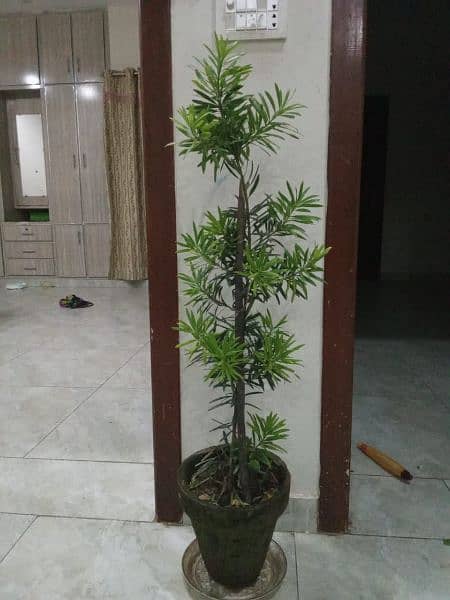 Poducarpus Plant 3