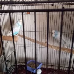 king budgies looking for new shelter 0