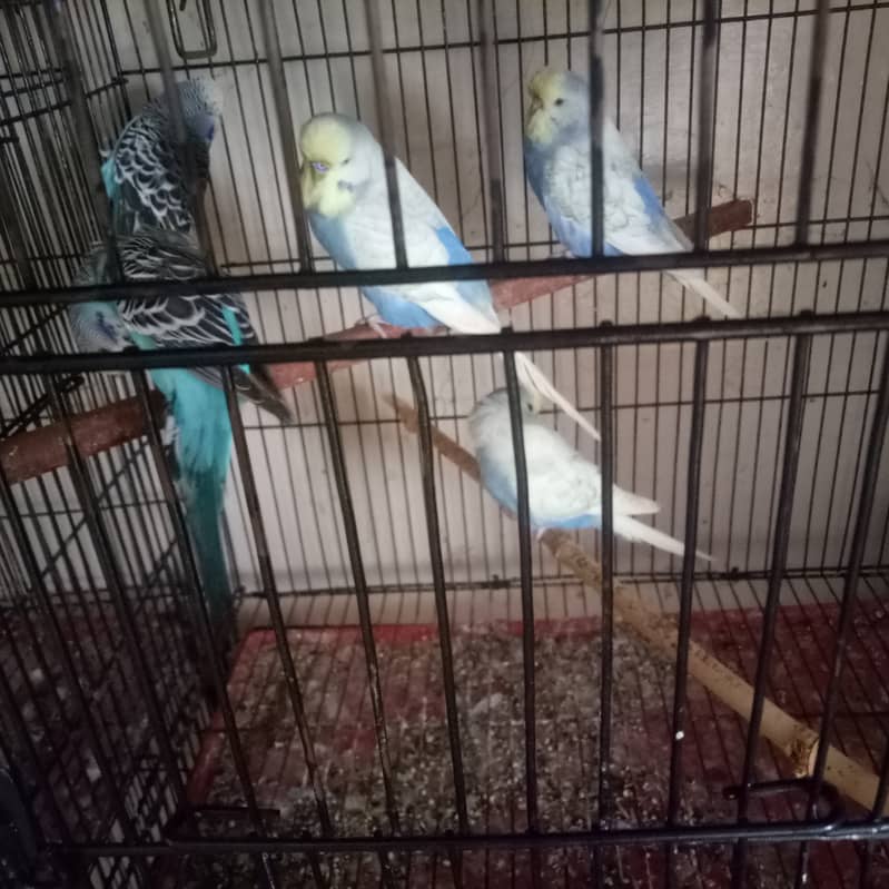 king budgies looking for new shelter 5