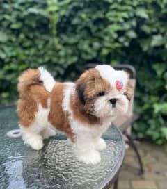 Shihtzu