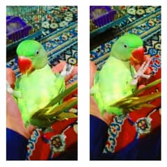 Raw parrot full tame age 8 months urgent sale karna hai