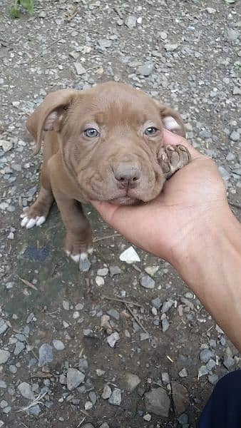 American pitbull outlet pedigree