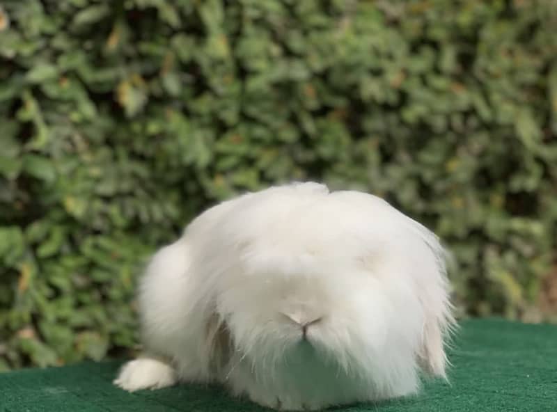 Top Quality Fancy Rabbits! 7