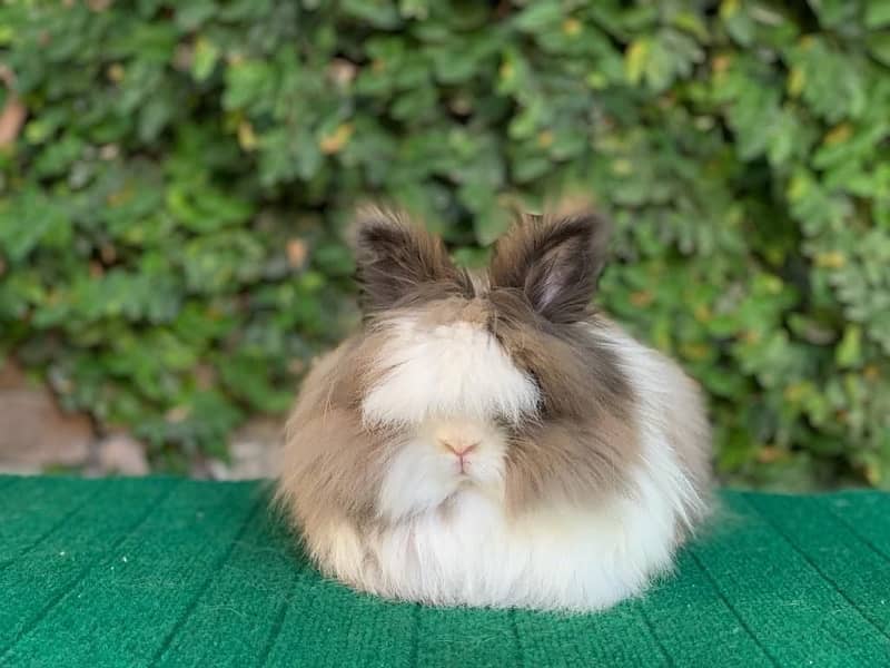 Top Quality Fancy Rabbits! 10