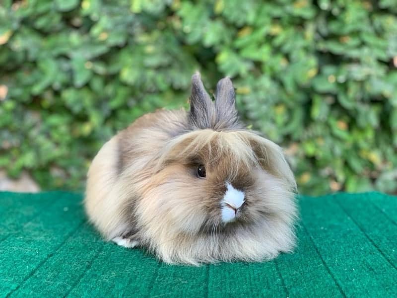 Top Quality Fancy Rabbits! 11