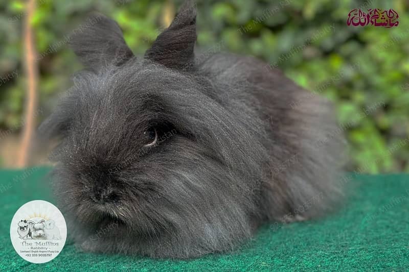 Top Quality Fancy Rabbits! 13