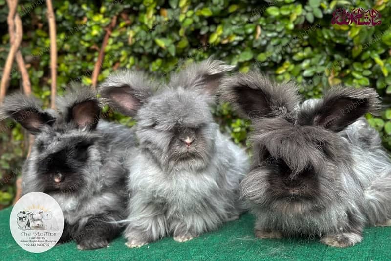 Top Quality Fancy Rabbits! 14