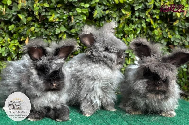 Top Quality Fancy Rabbits! 15