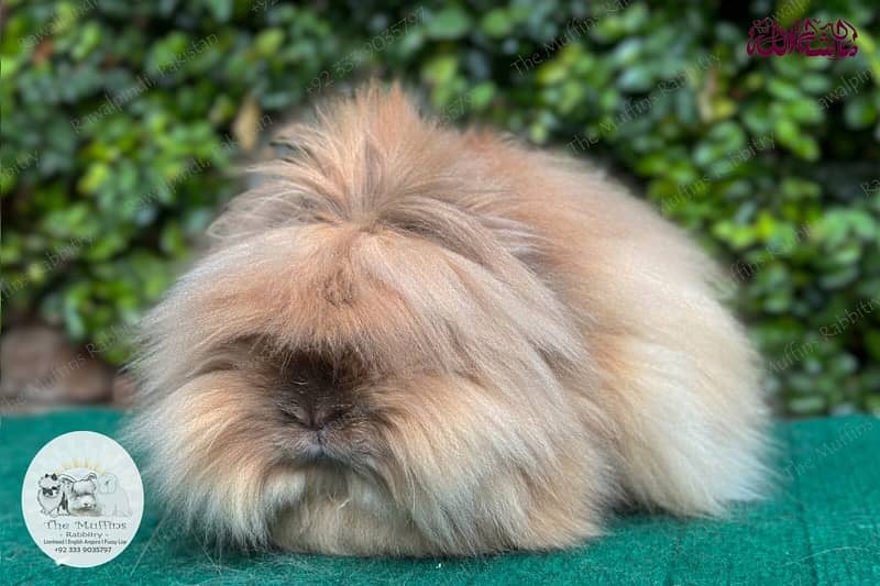 Top Quality Fancy Rabbits! 17