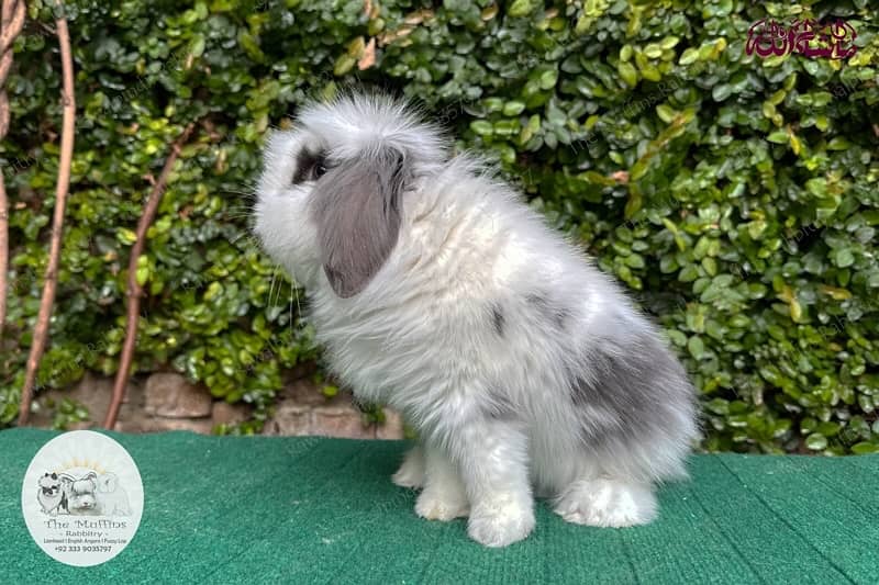 Top Quality Fancy Rabbits! 18