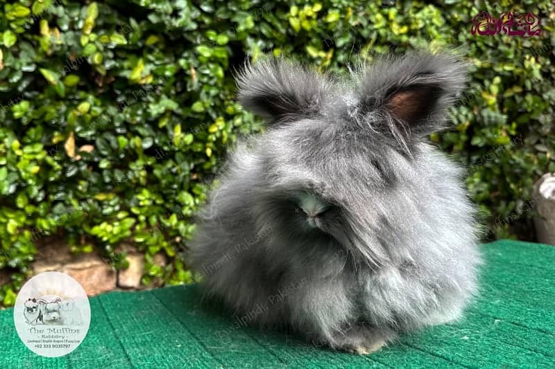 Top Quality Fancy Rabbits! 19