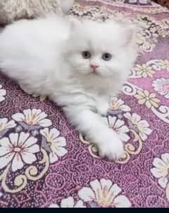 Top class quality tetra coated persian kittens