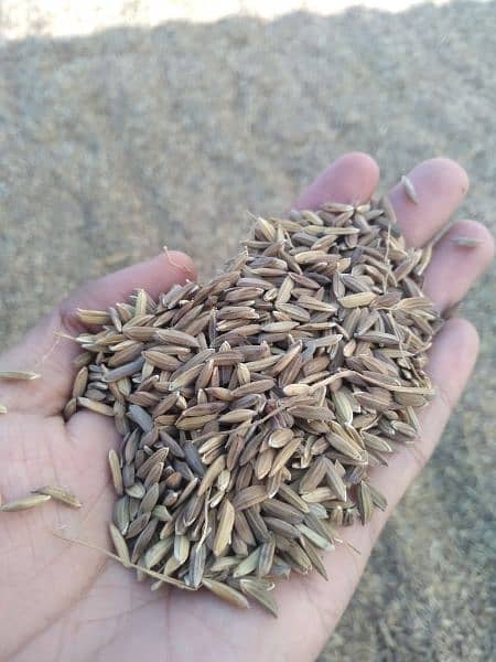 Black Rice (kali monji) 1500/kg 0