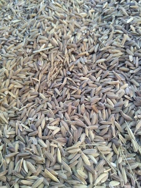 Black Rice (kali monji) 1000/kg 1