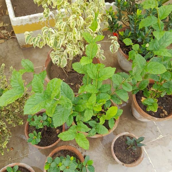 outdoor plants 4