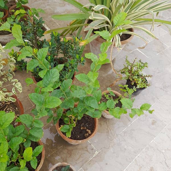 outdoor plants 5