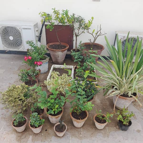 outdoor plants 13