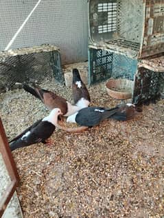 karbalai pigeons available brown and black breeding pairs.