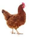 pure desi hen available