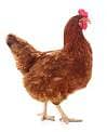 pure desi hen available 0