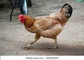 pure desi hen available 1