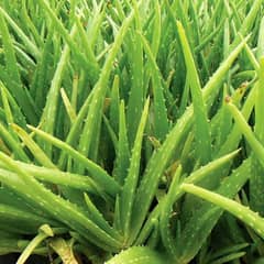 Aloe