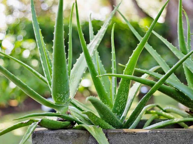 Aloe Vera plan. 2