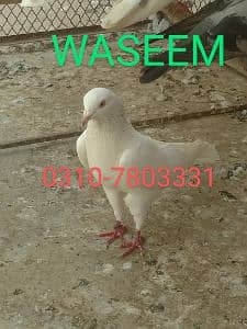 Waseem